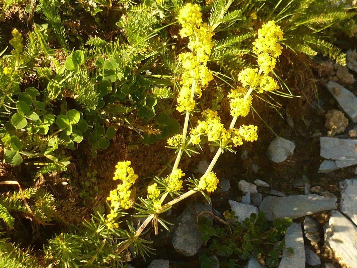 Galium verum subsp. verum (Rubiaceae)